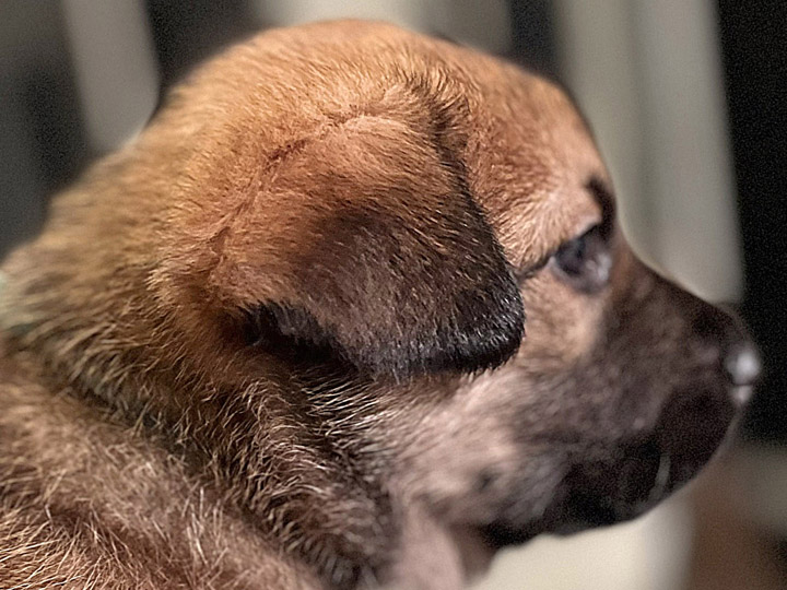 chinook puppy